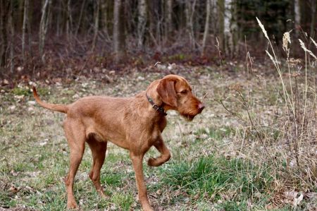 Image of Mestervadász Hapek