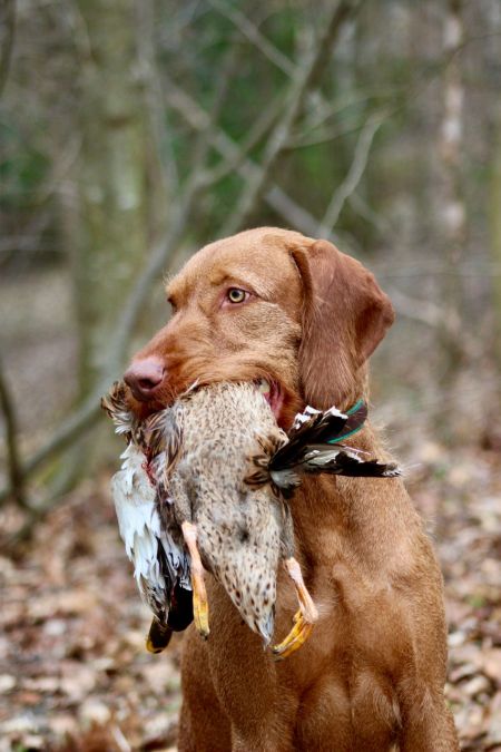 Image of Mestervadász Hapek