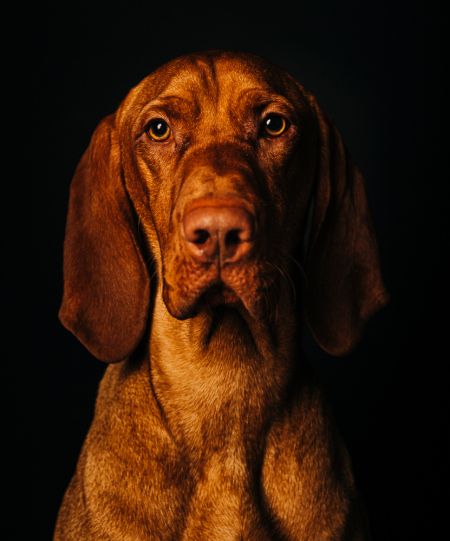 Image of Dreamvizslas And Just Like That