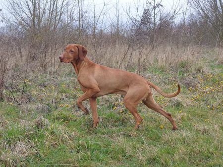 Image of Bensci (NHSB 3083392)