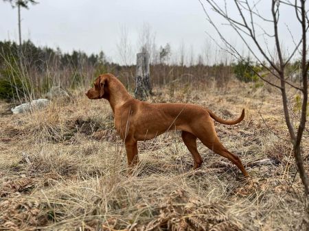 Image of Quodian's Purple Haze