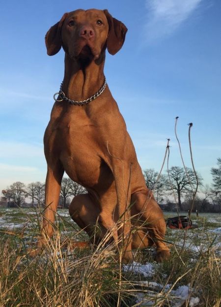 Image of Artush z Pelestrovských lesu