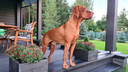 Image of Beauty of Fire King