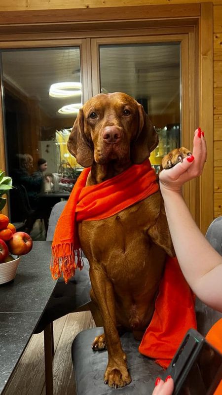 Image of Beauty of Fire King