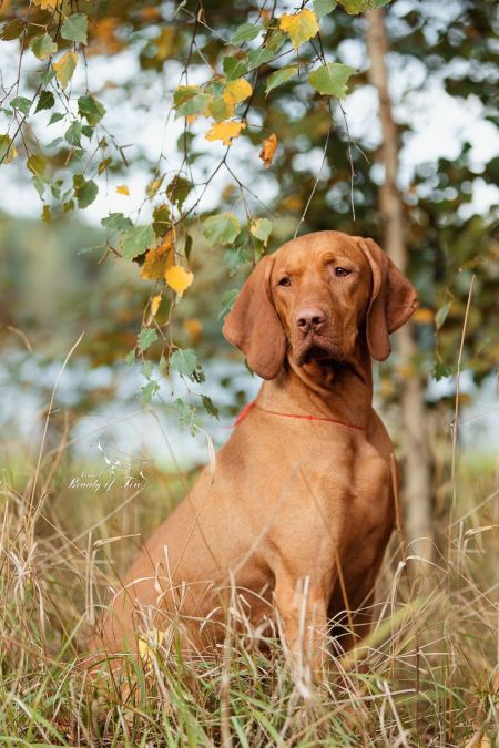 Image of Feketicsi Vadász Luszy