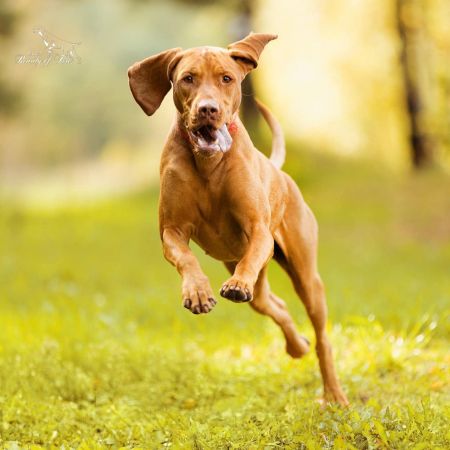 Image of Feketicsi Vadász Luszy