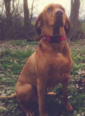 Image of Vadászfai Cili