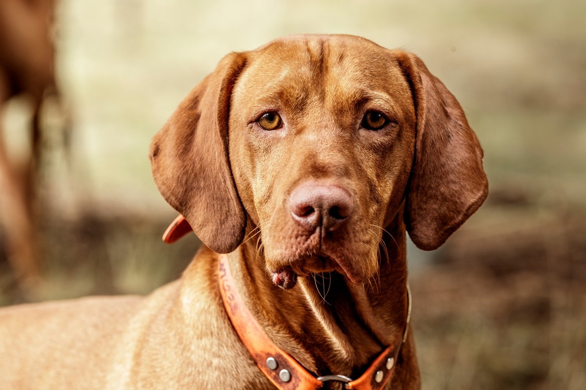 Image of Firestorm Hot Diggity