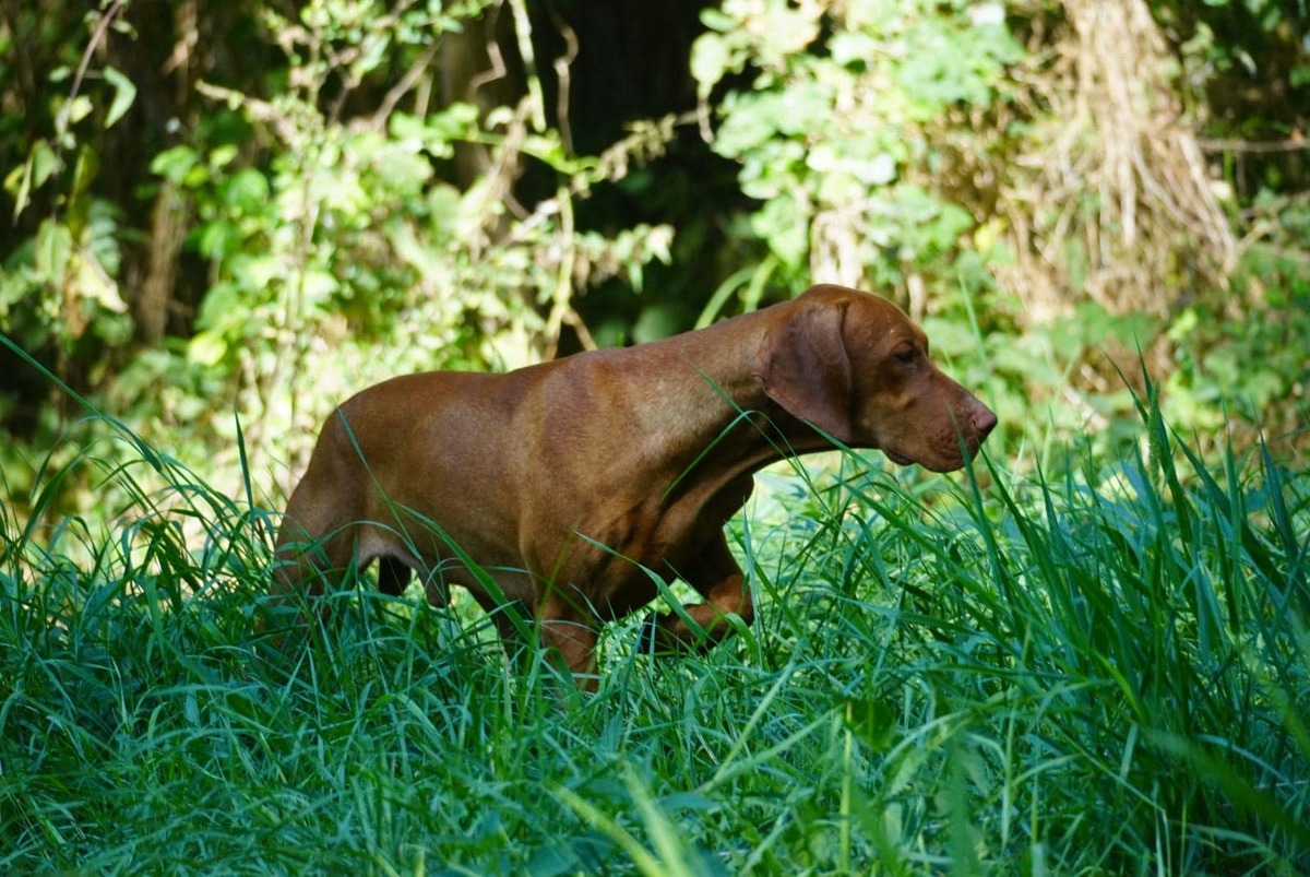 Image of Butterfly Hunter Bogeyman