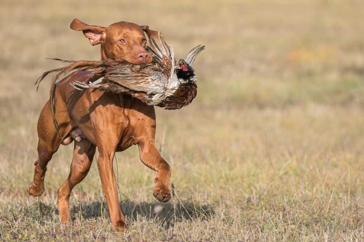 Image of Fajtiszta Frodo