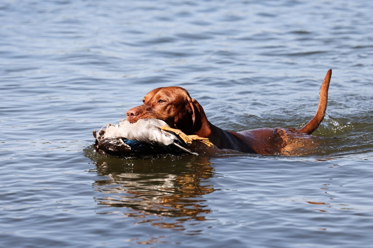 Image of Butterfly Hunter Casper