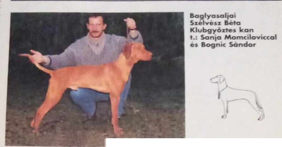 Image of Baglyasalji Szelvesz Beta