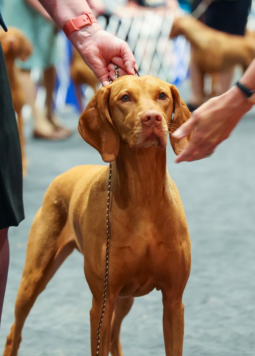 Image of Sokoldalu's Tokeletes Anya