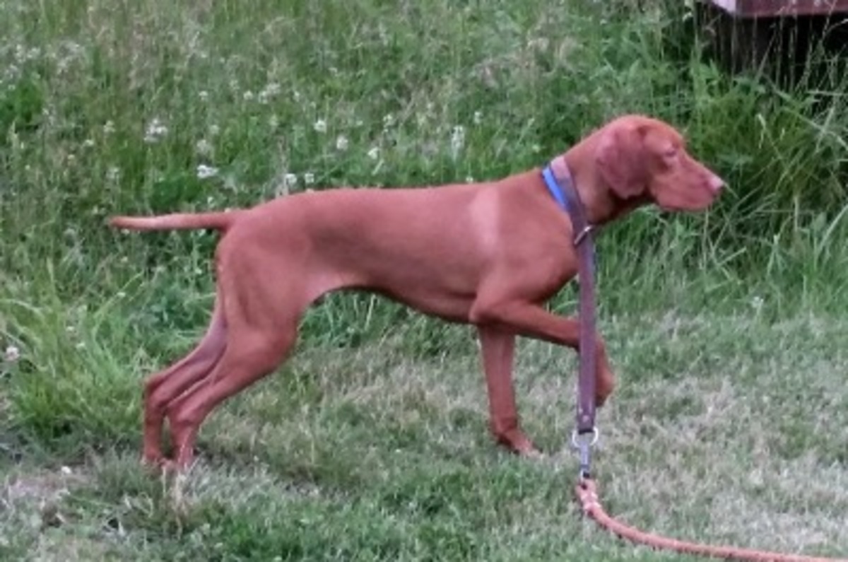 Image of Solaris J&J's Most Times You Can't Hear 'Em Talk