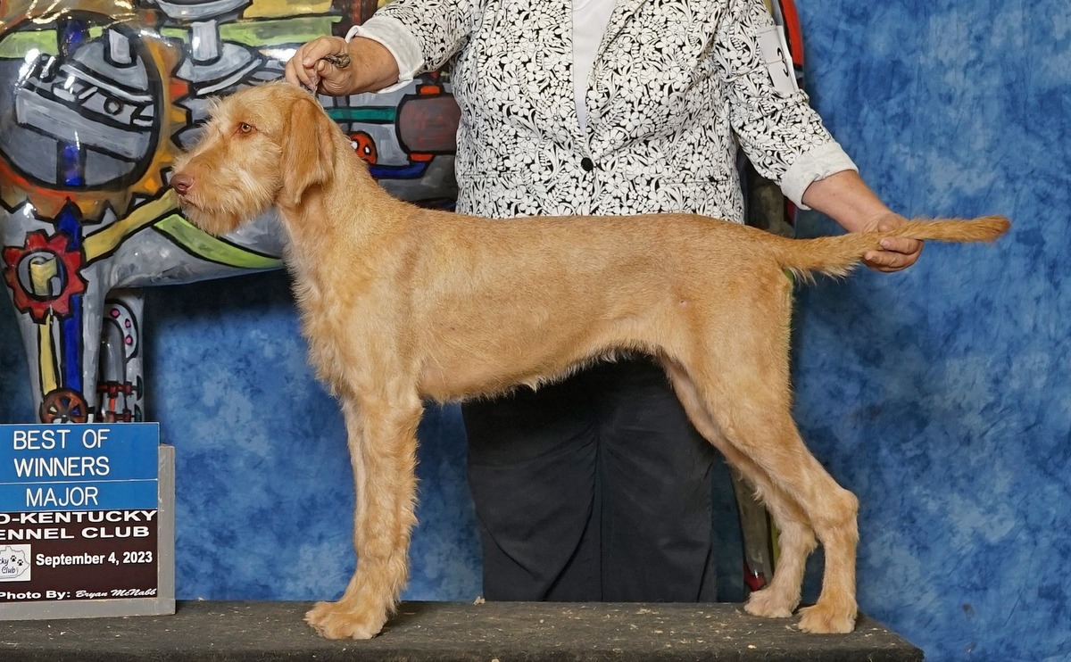 Image of Quodian's Tucsi