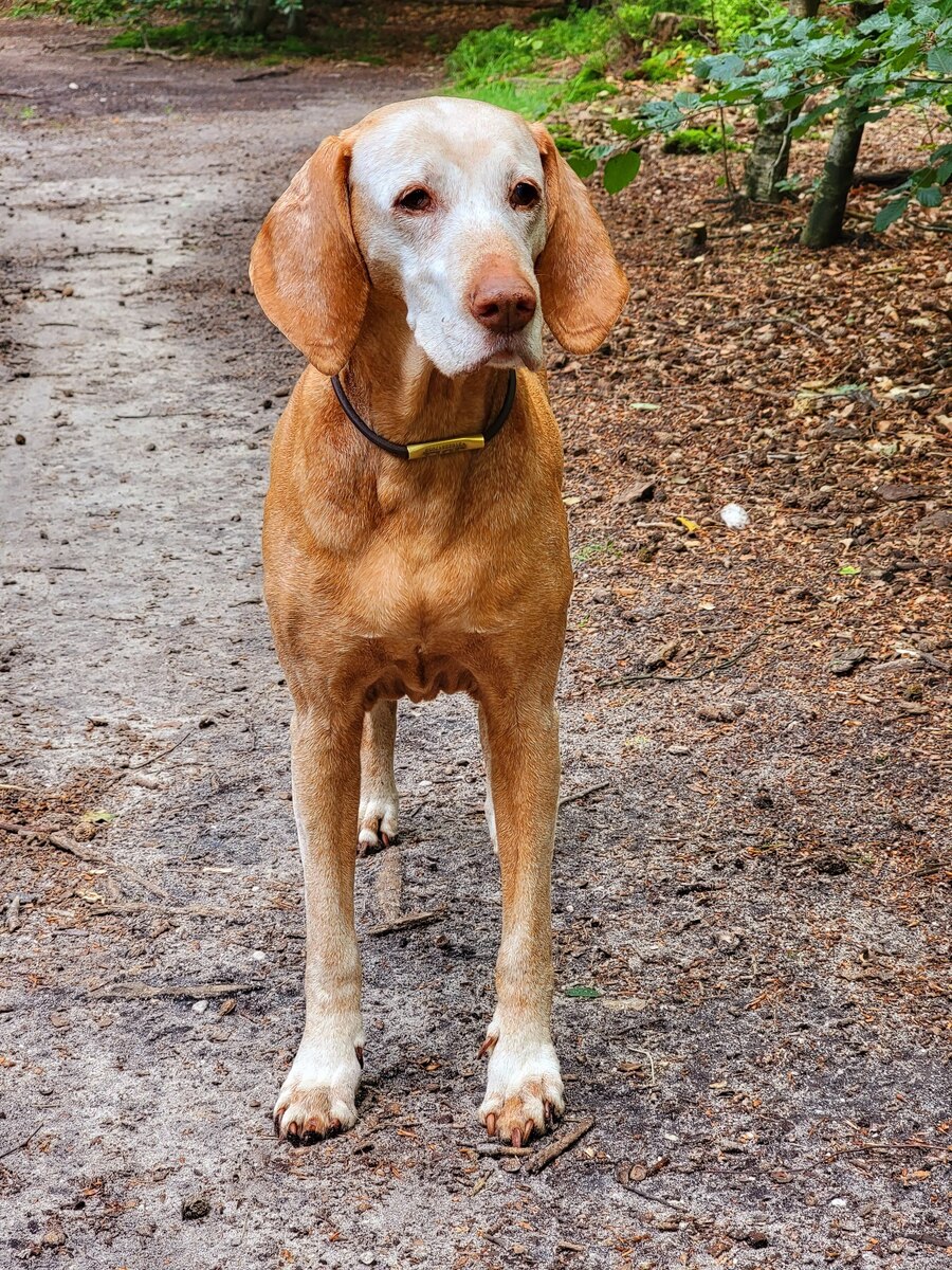 Image of Eleven-Vidám's Juli