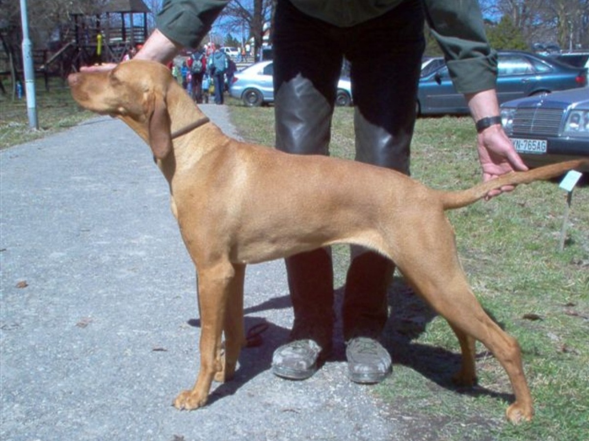 Image of Vadászfai Tüske