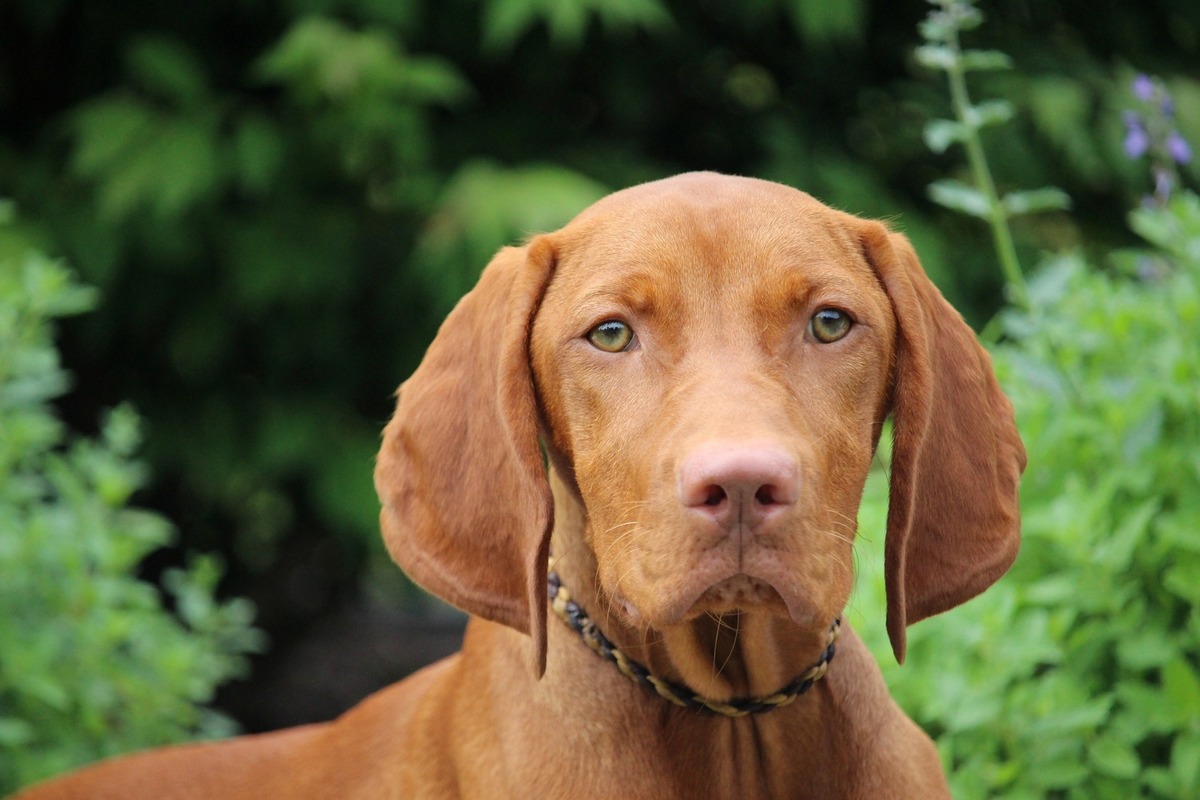 Image of Shikari The World Is My Stage