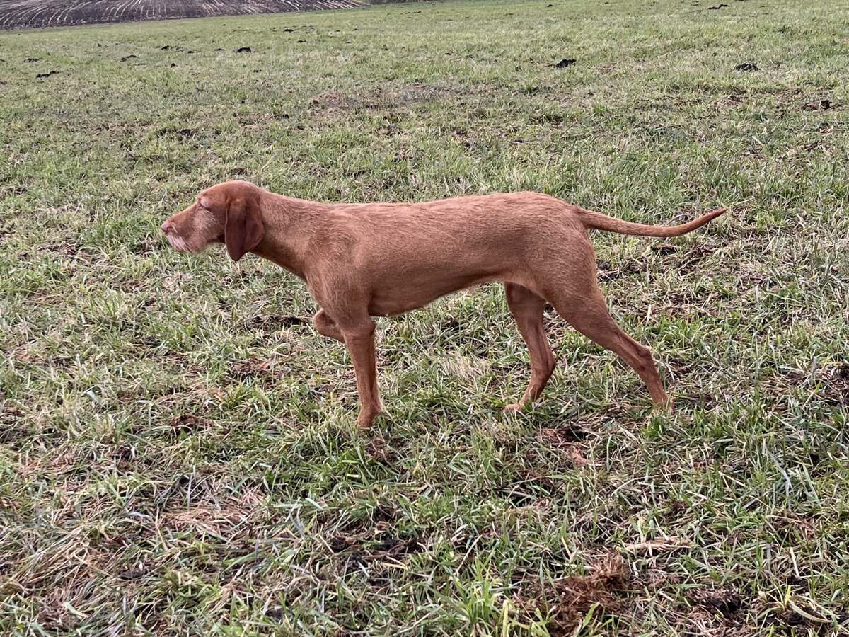 Image of Vernum Ventulus Jade