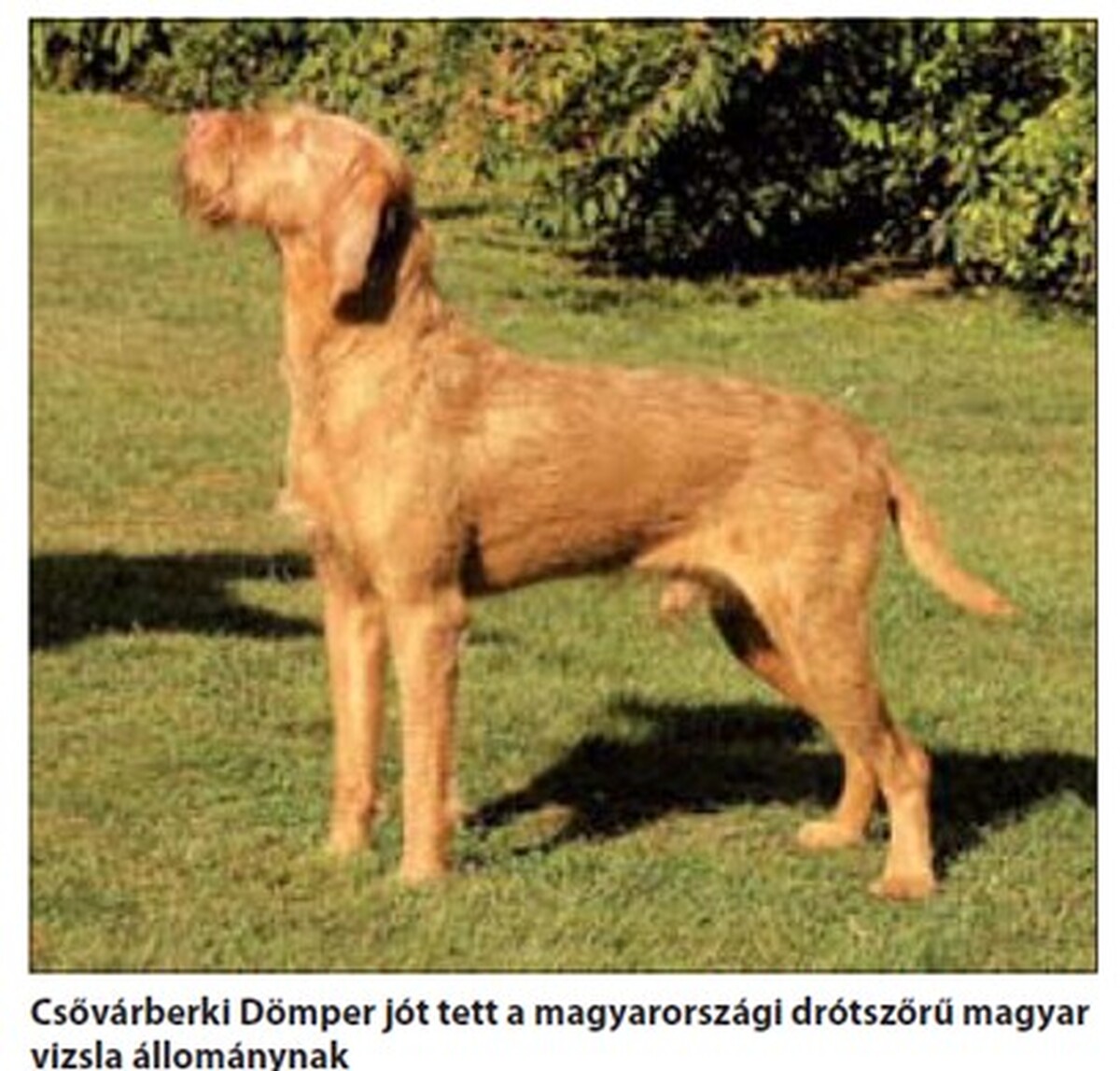 Image of Csövárberki Dömper