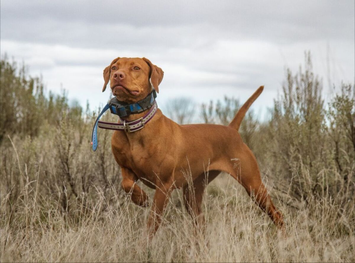 Image of Fusion's N Holdfast's 50 In 39