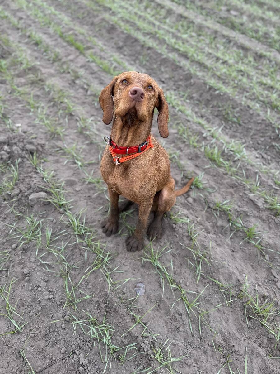 Image of Zabosfai Harmat