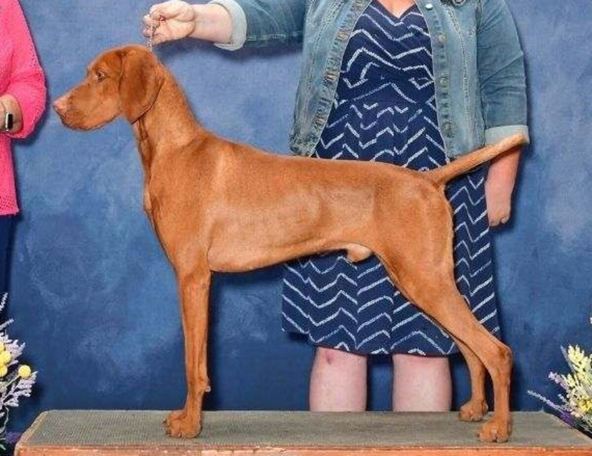 Image of Solaris Final Countdown