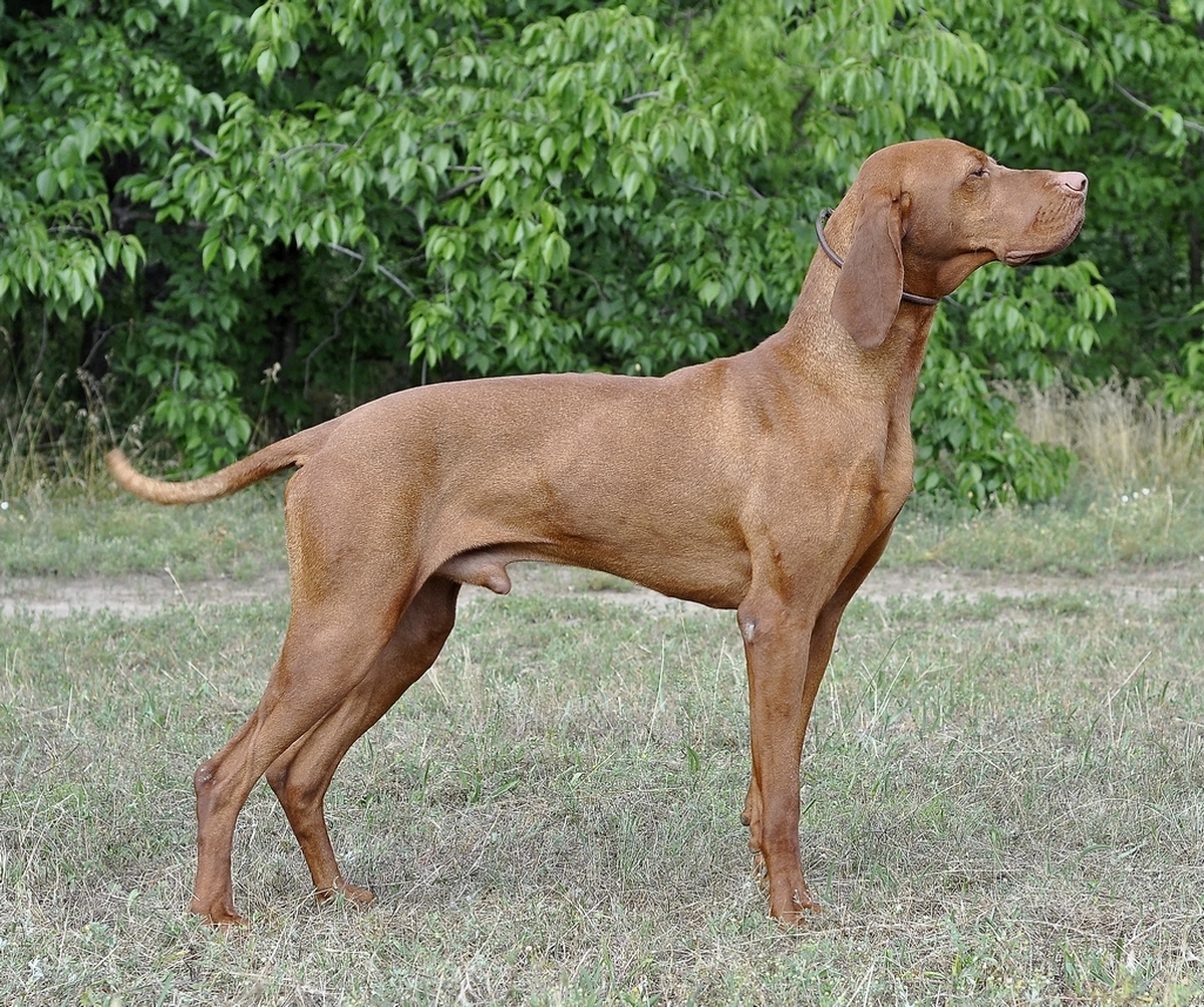 Image of Odorarius Álmos