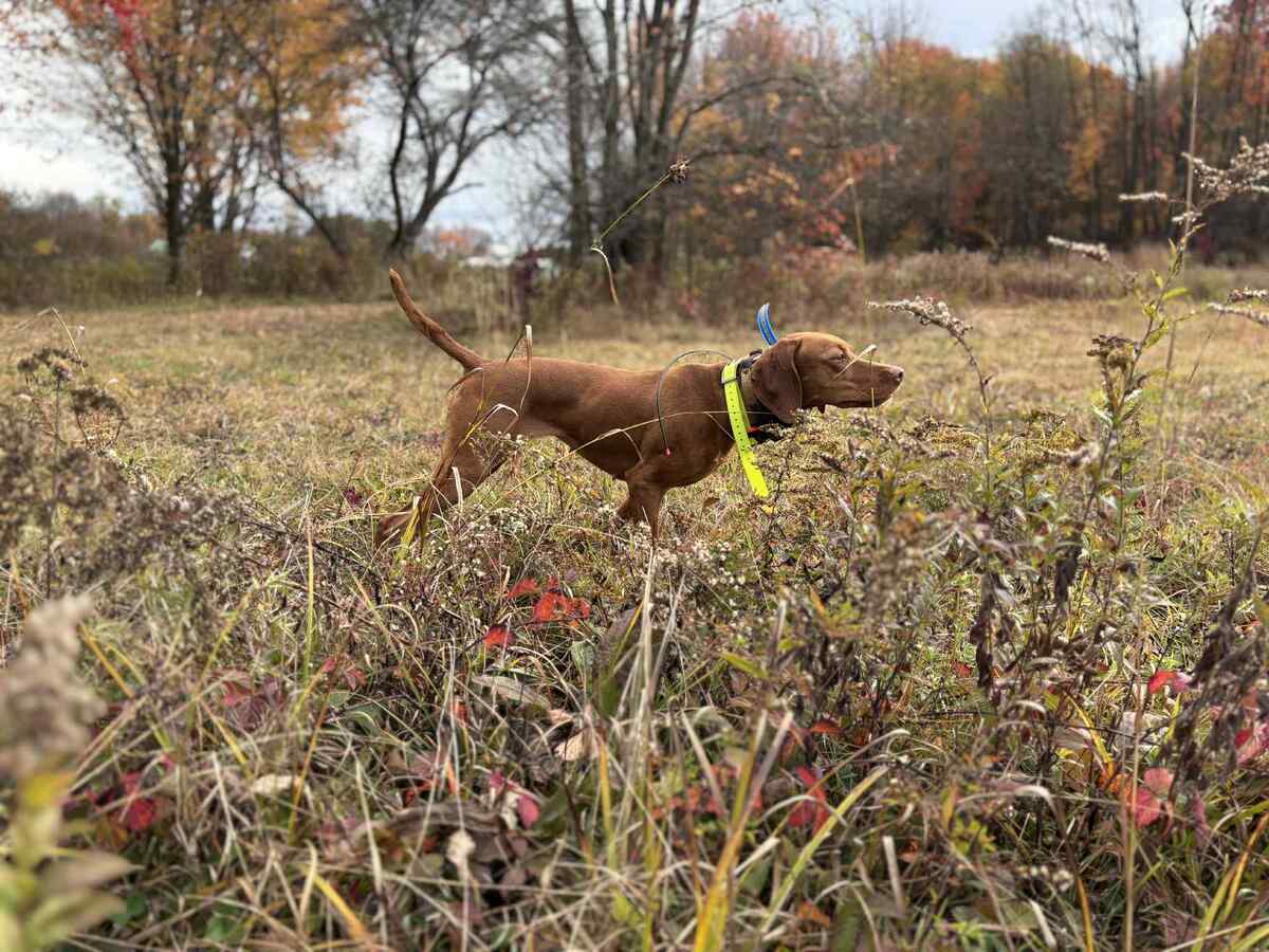 Image of Shikari Capercaillie In The Brambles