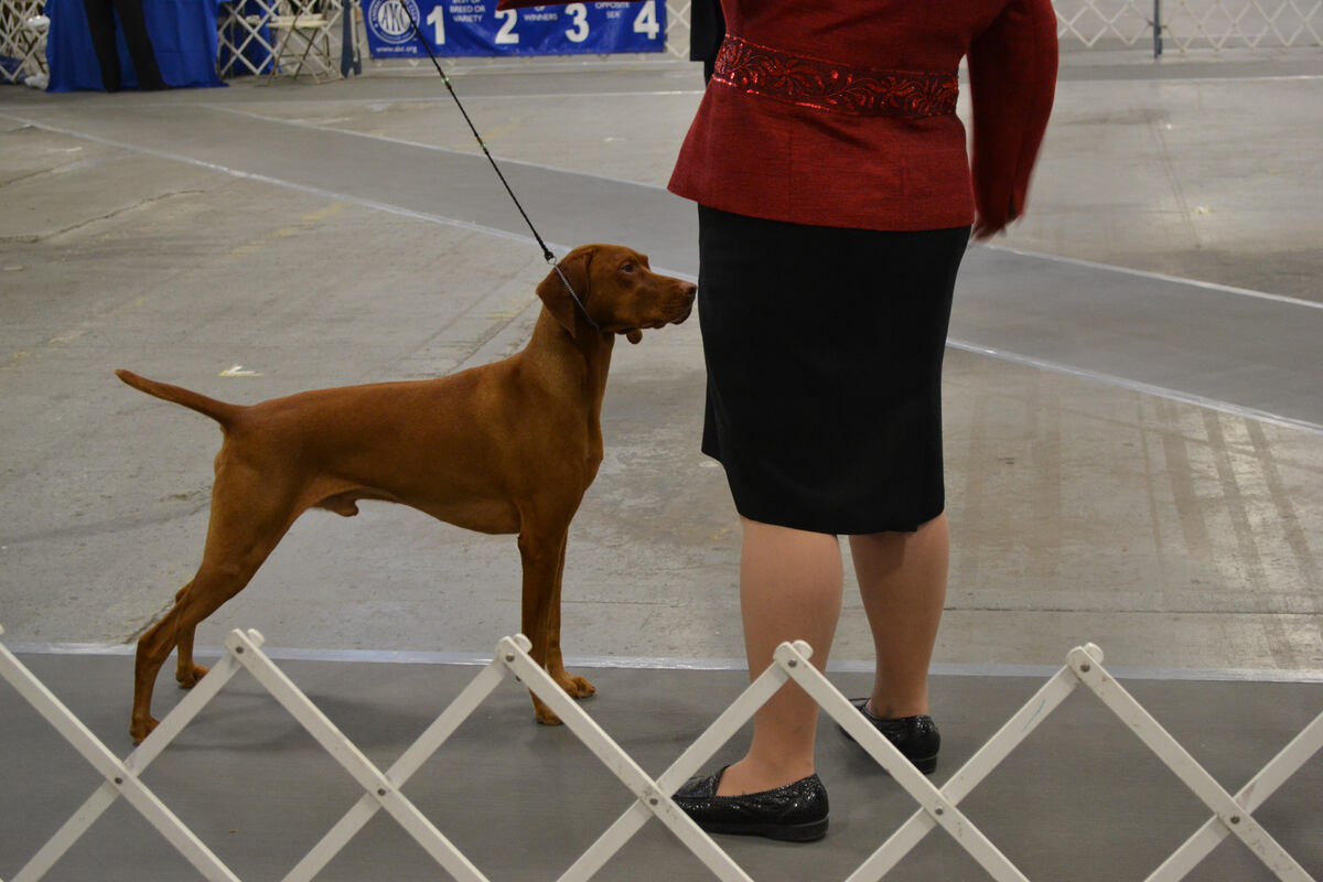 Image of Brittania's Taylor Made For Two