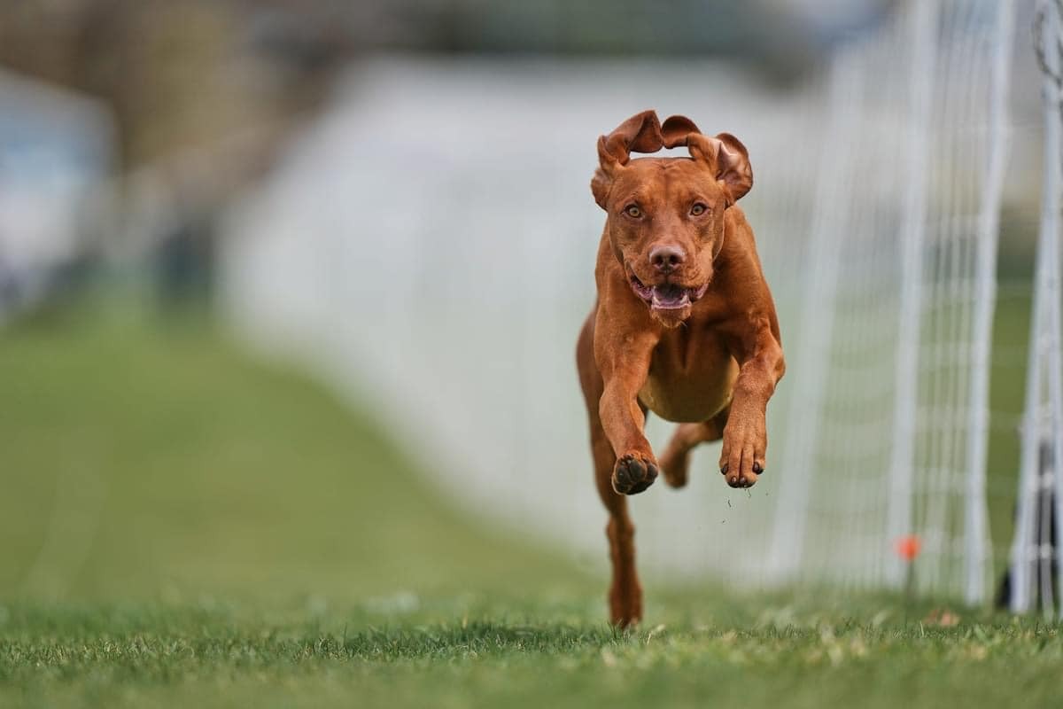 Image of Sokoldalu's The Quest Begins