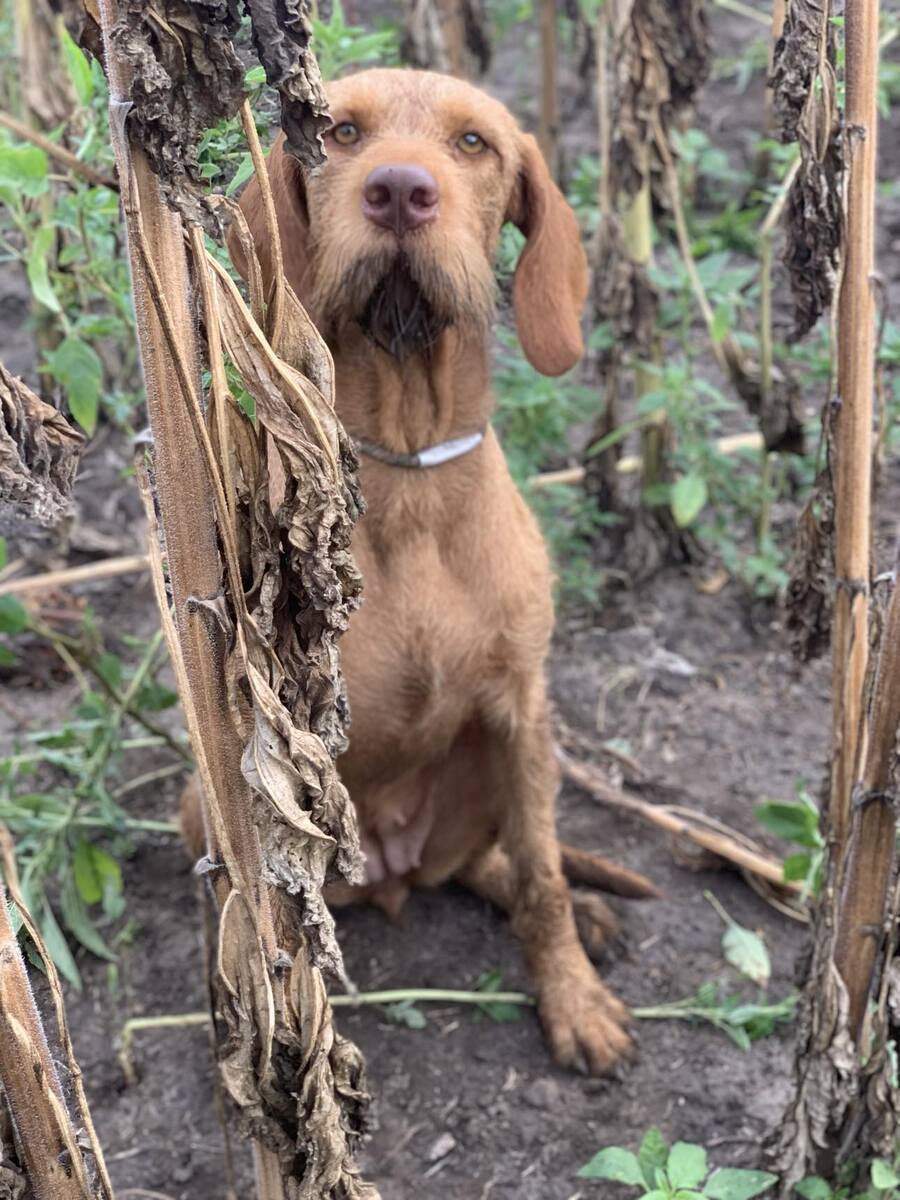 Image of Zabosfai Harmat