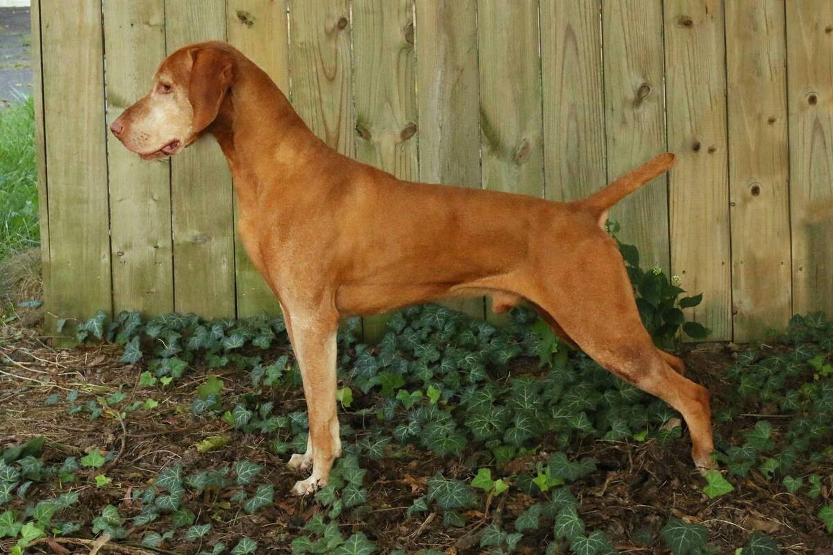 Image of Glade Mill Dynasty Lucky Number Seven