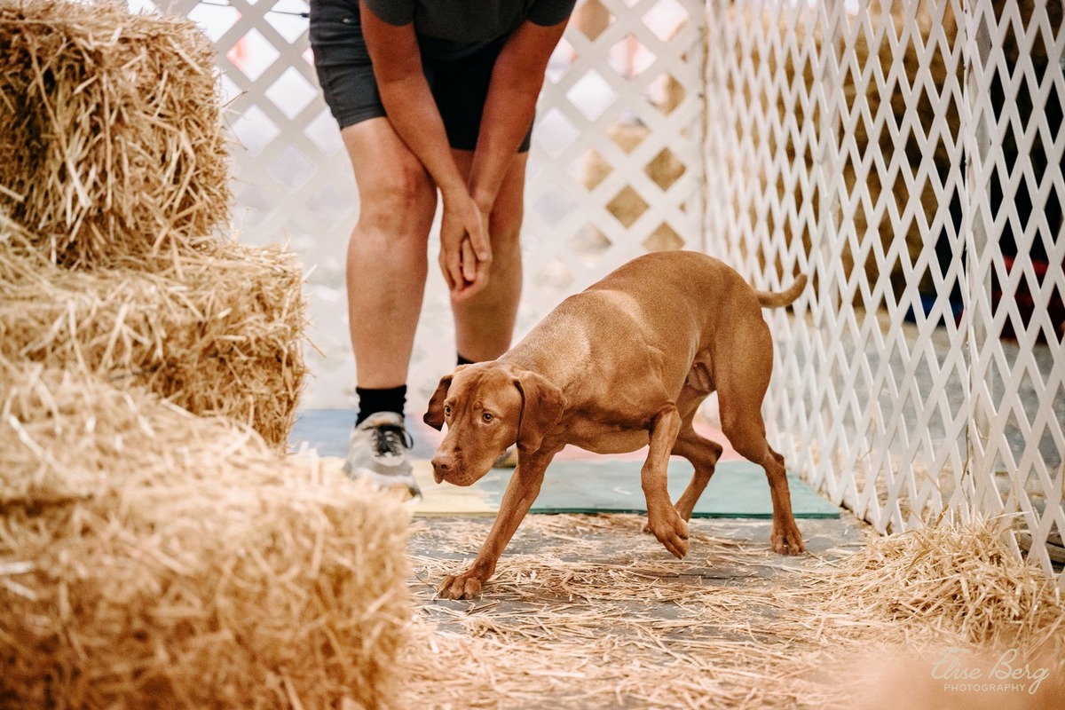 Image of Autumn Acres-Sokoldalu's Superfly Cherry Ride