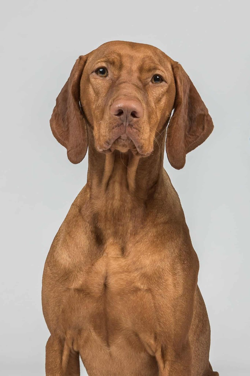 Image of Gyurkóvári Napsugár