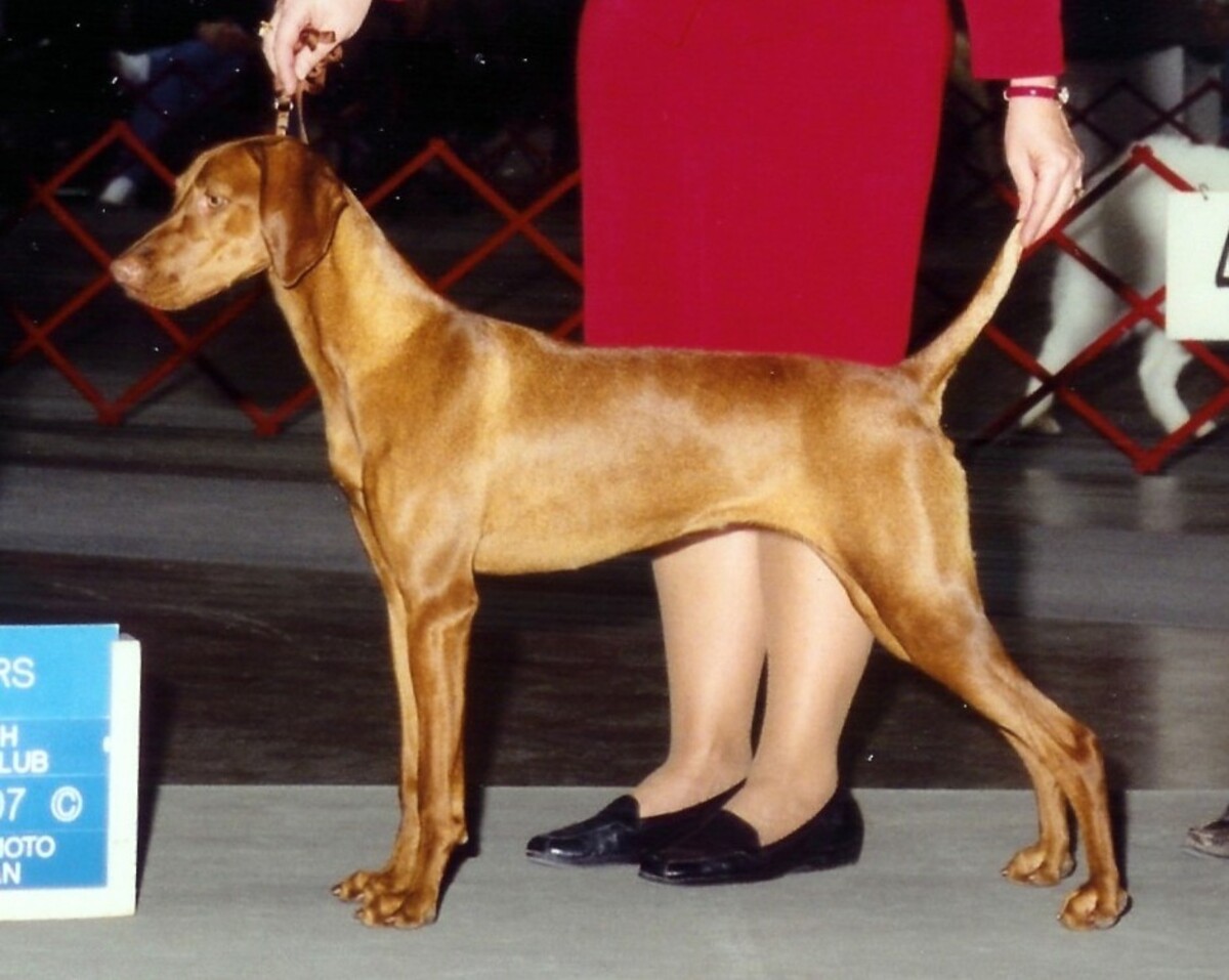 Image of Solaris Diamond Dogs