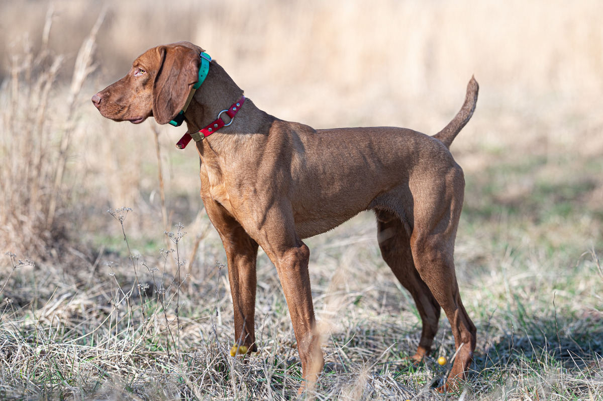 Image of Waymaker Swipe Right At Nosam