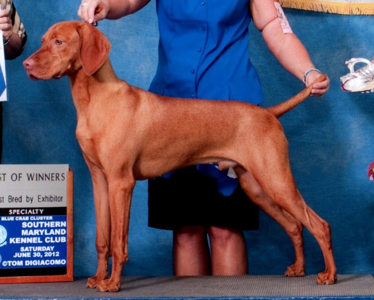 Image of Solaris Tuzes Paprika