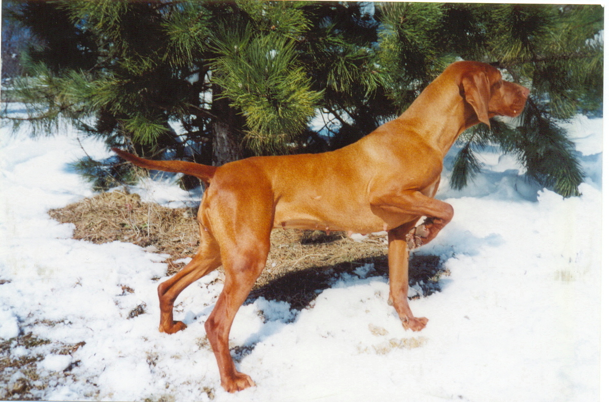 Image of Magor Jeles