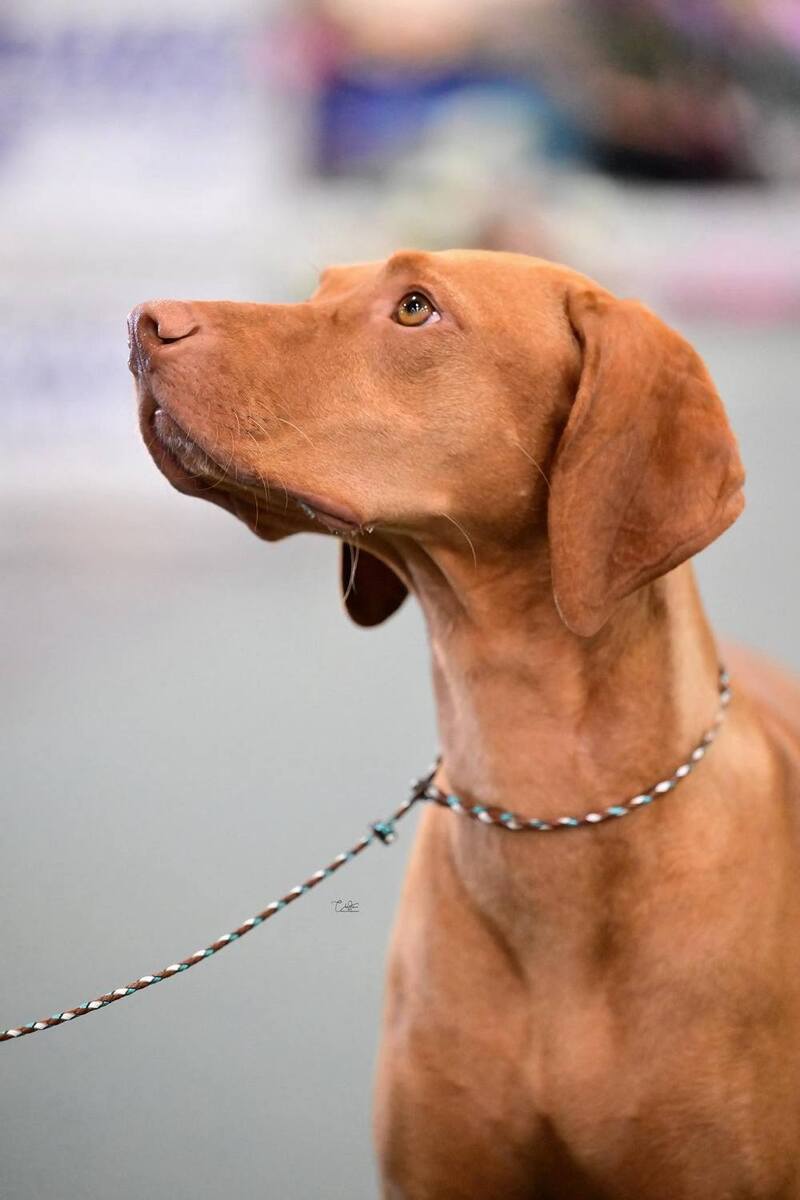 Image of Walter's -Sokoldalu's B'Rock My World