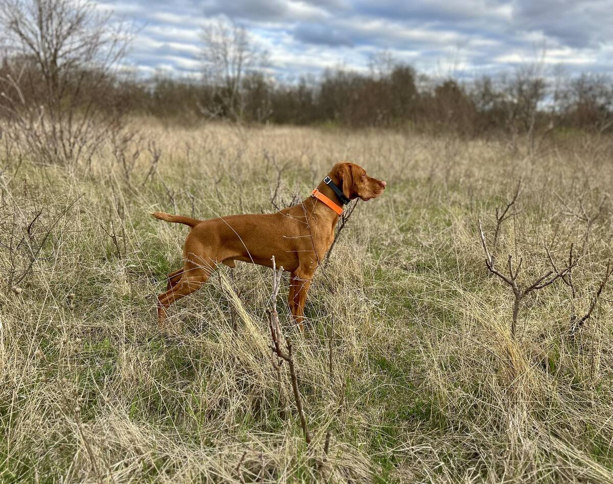 Image of DP's I Triple Dog Dare Ya