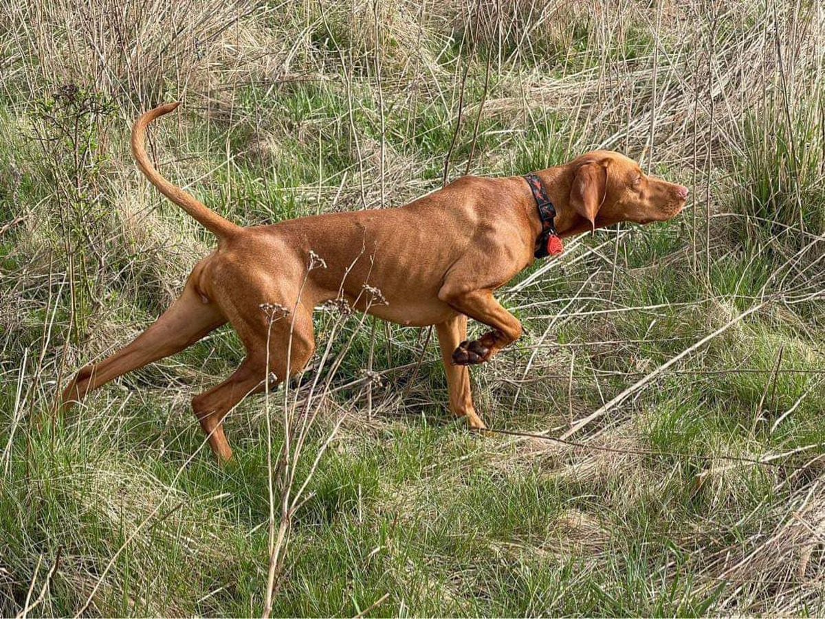 Image of Guido's Girl Danitty