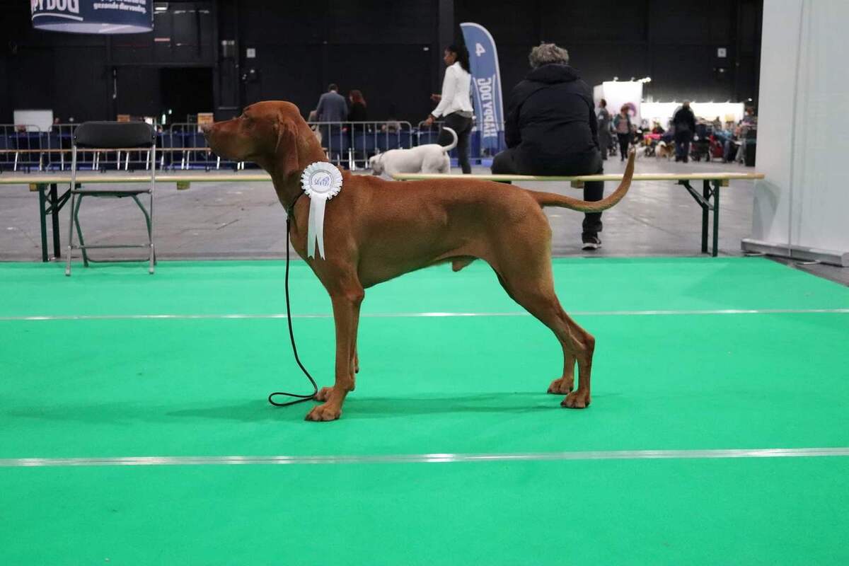 Image of Artelux Sammie