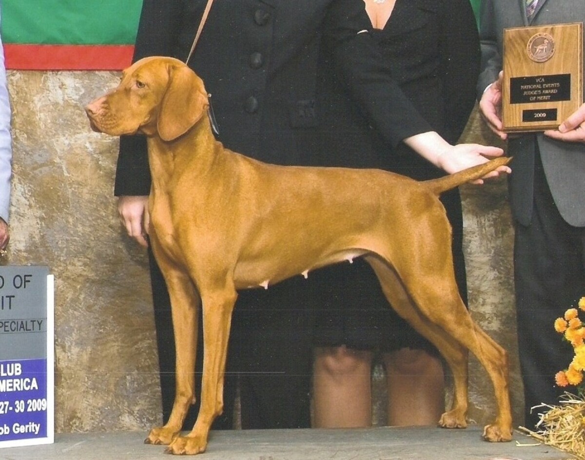 Image of Solaris Donna Elvira