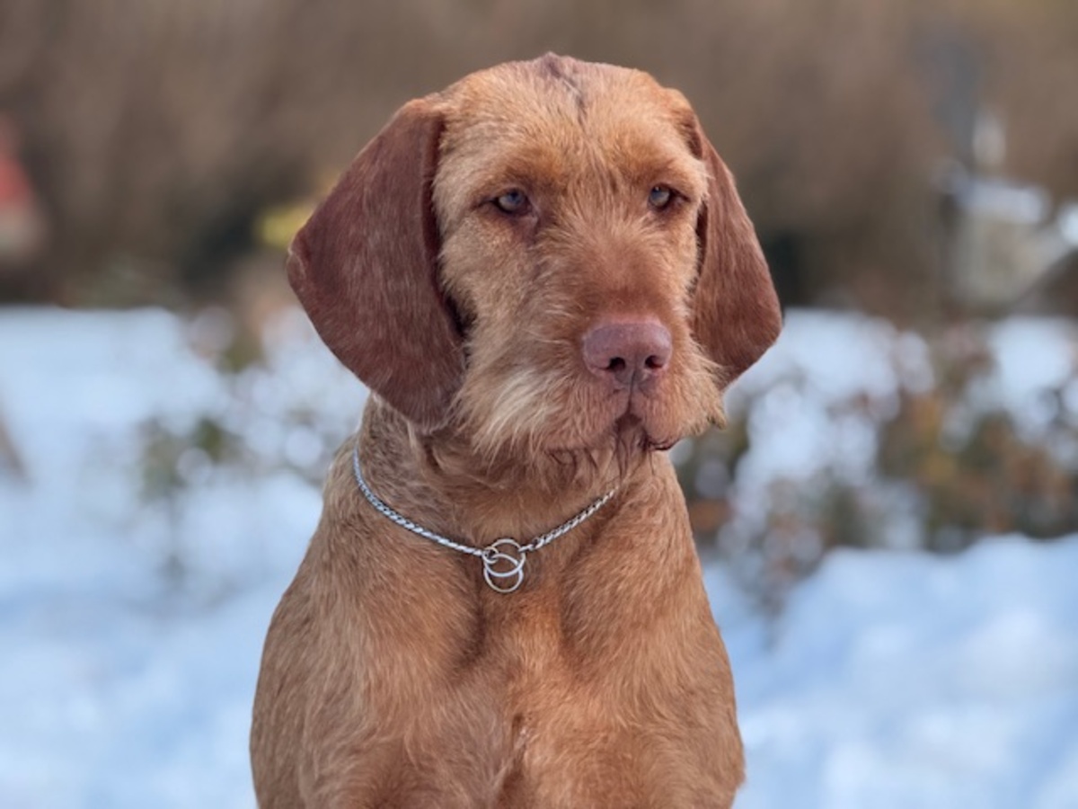Image of Zöldmáli-Hunter Tik-Tok
