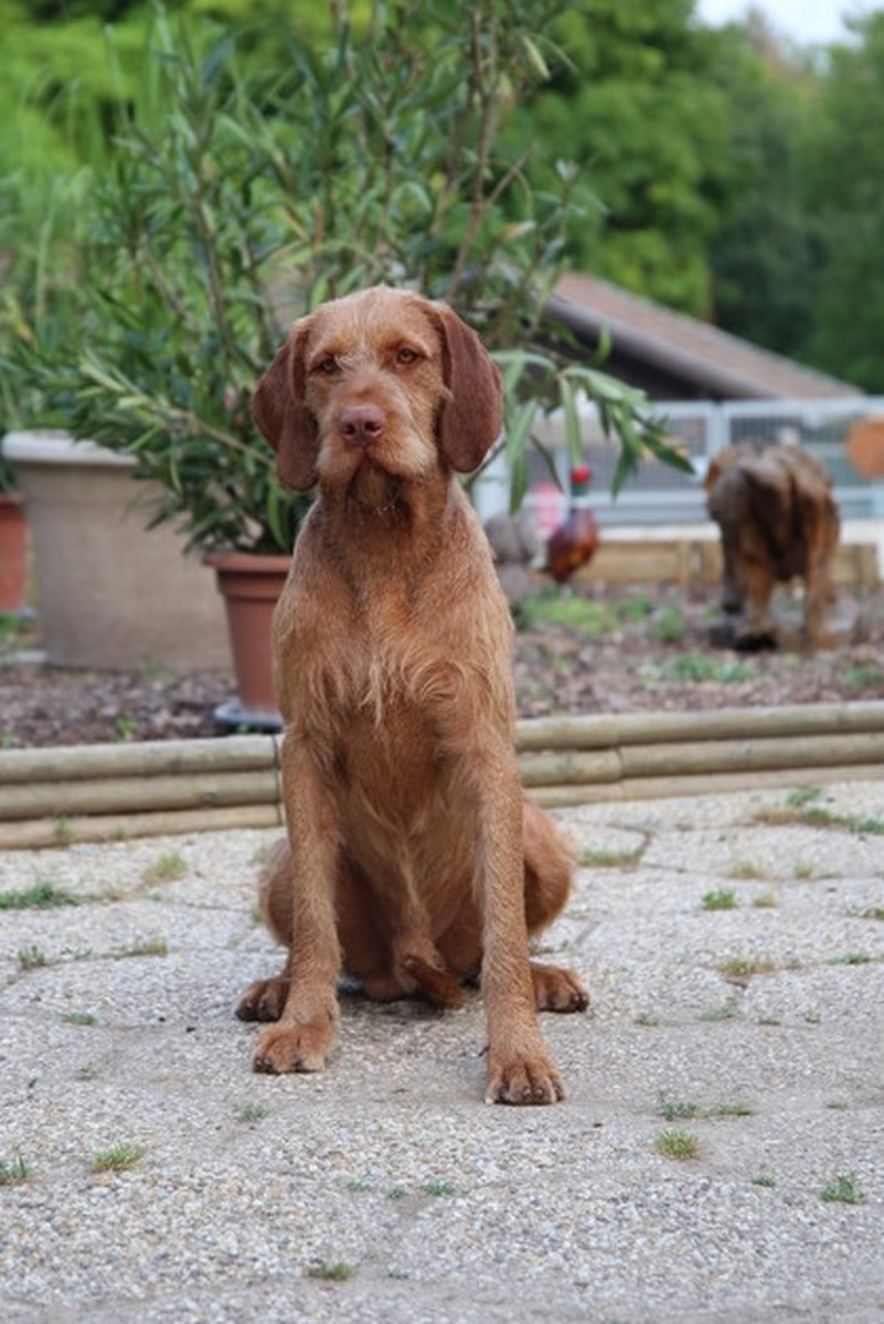 Image of Cert Budafa