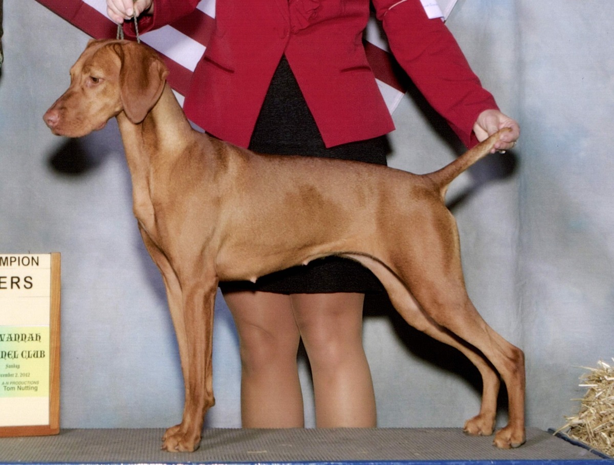 Image of Solaris Diamond Expert