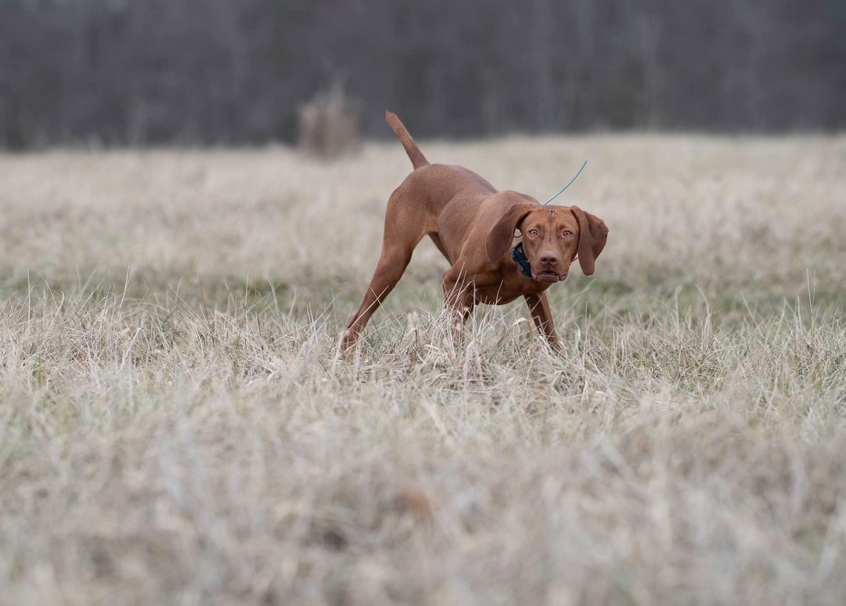 Image of Willow Ridge Summer Solstice