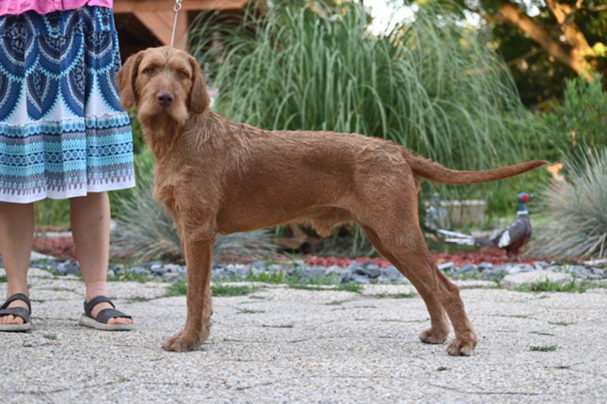 Image of Zöldmáli-Hunter Zseton