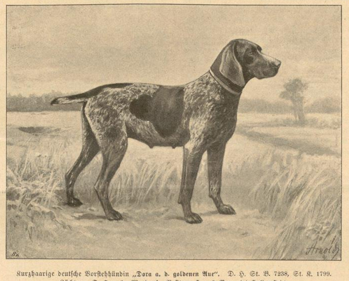 Image of Dora aus der Goldenen aue (DK)